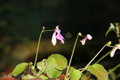 Impatiens clavata